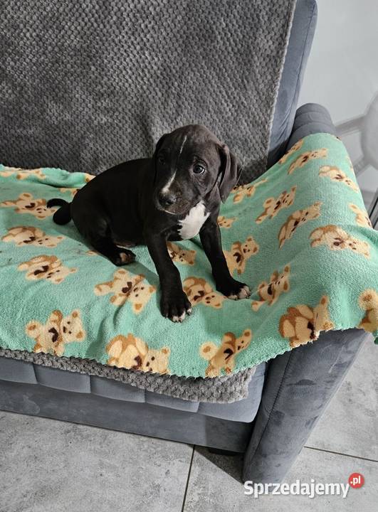 Piesek Pit Bull Terrier