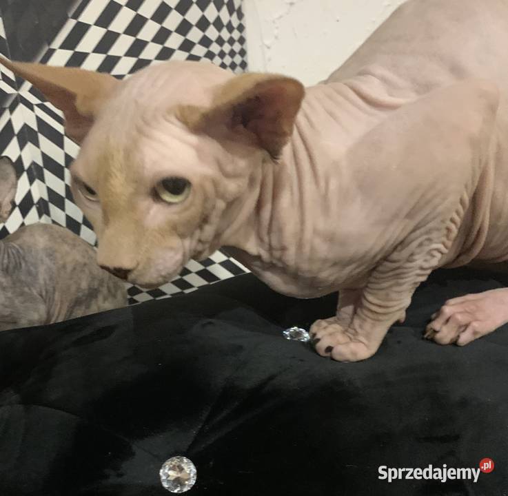 Sfinks Kanadyjski Reproduktor wielkopolskie Leszno