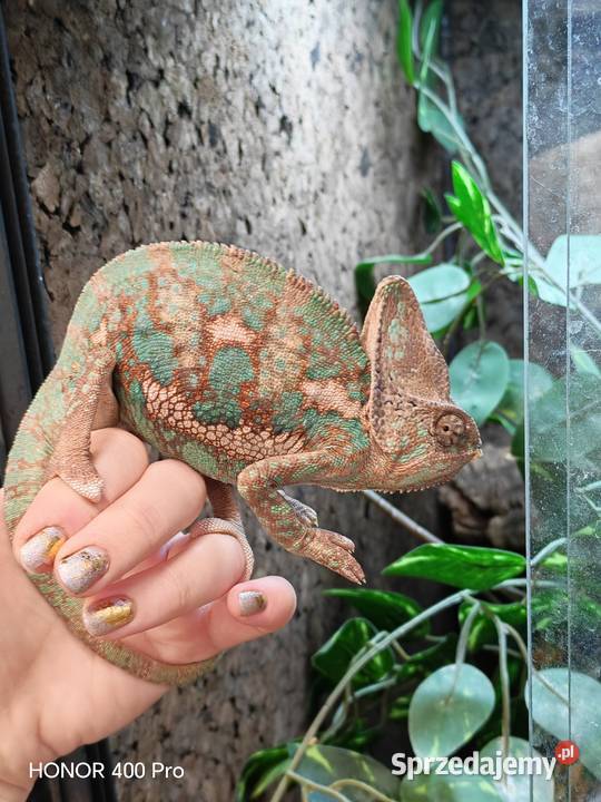 Kameleon lamparci samiec Gady i płazy Gady i płazy dolnośląskie Oława