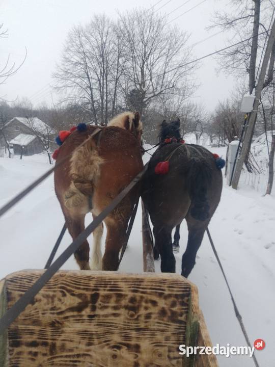 sprzedam klacz zimnokrwistom Ropczyce