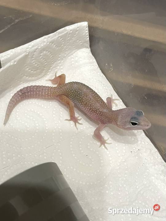 Gekon lamparci Blizzard het Tremper sprzedam