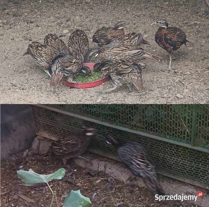 Sprzedam bażanty koklasy Bielsko-Biała sprzedam