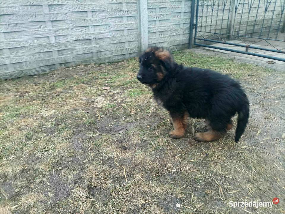 Owczarek niemiecki szczeniak łódzkie Wartkowice