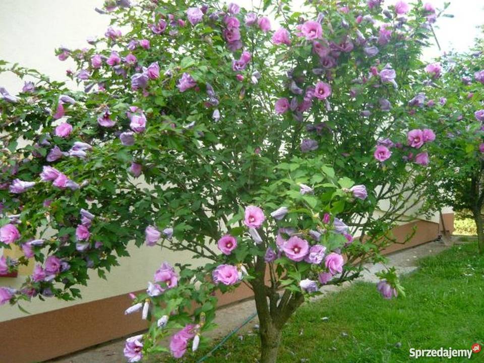 Hibiskus róża syryjska Bydgoszcz