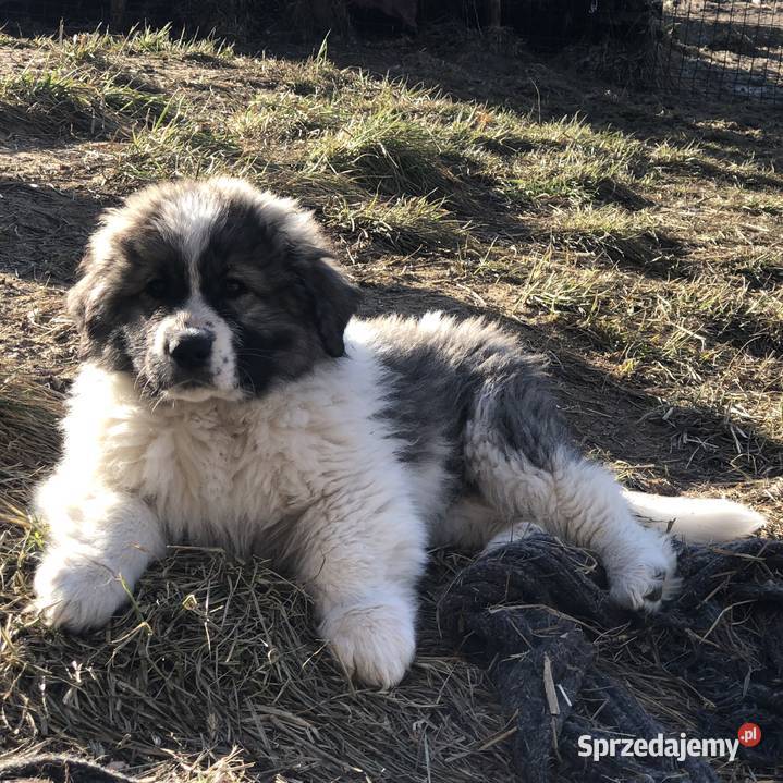 Mastif pirenejski rodzinny molos stróżujący warmińsko-mazurskie Pupki