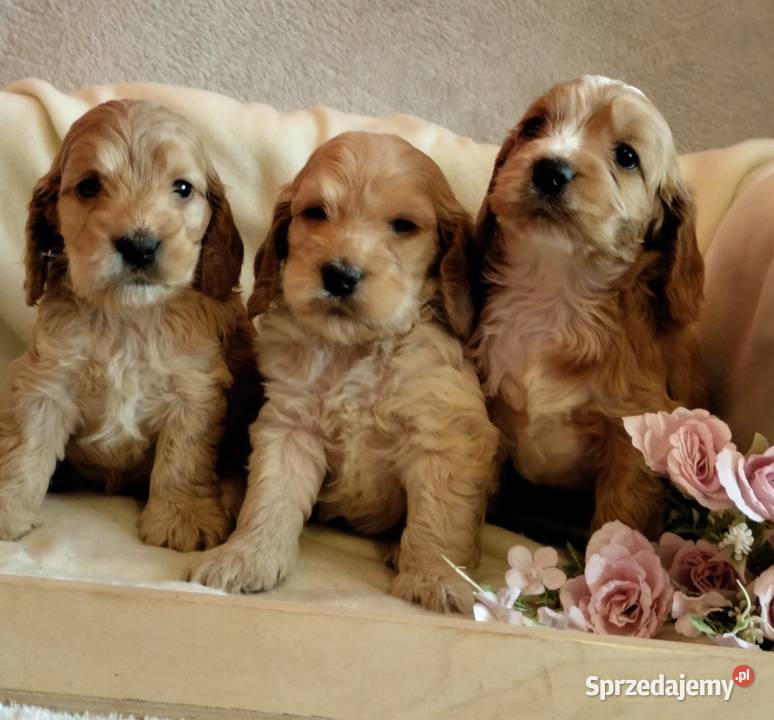 Cockapoo F1 pieski Spaniel Pudel Toruń