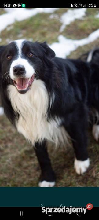 Border collie szczeniaki Łubnice sprzedam