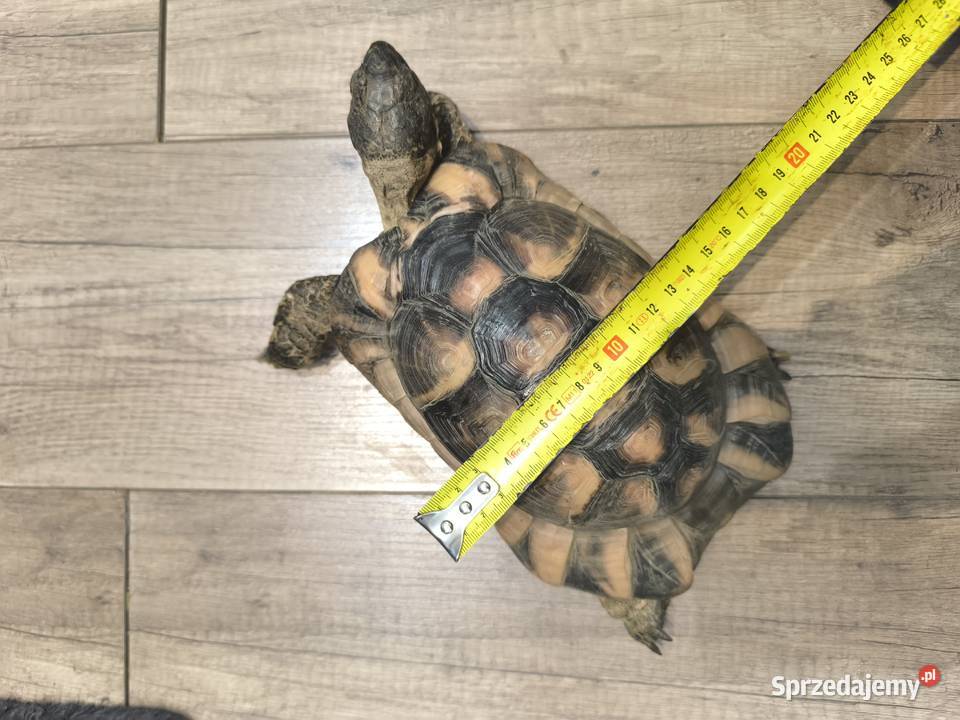 Żółw obrzeżony testudo marginata Wrocław