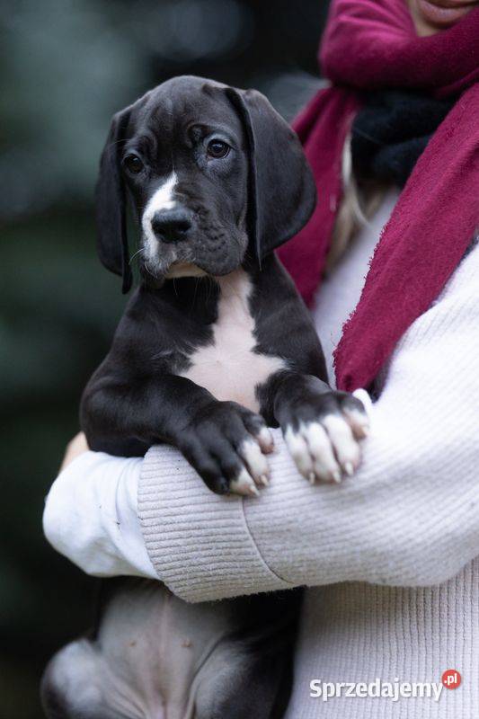 Suczka dog niemiecki czarna rodowodowa Pozostałe Mszczonów sprzedam