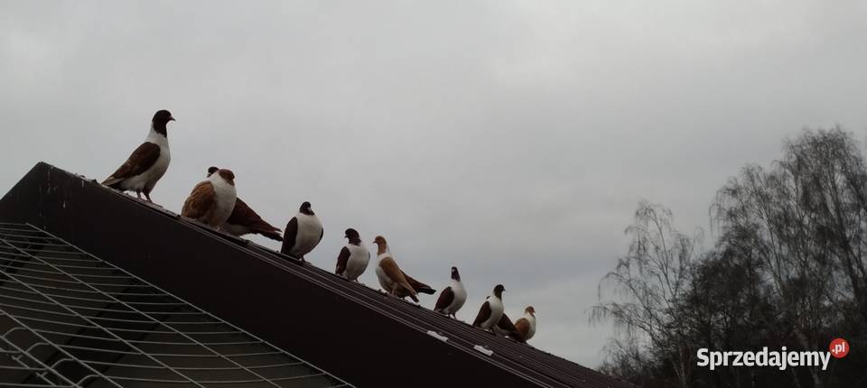 Gołębie Strassery Wierzbno