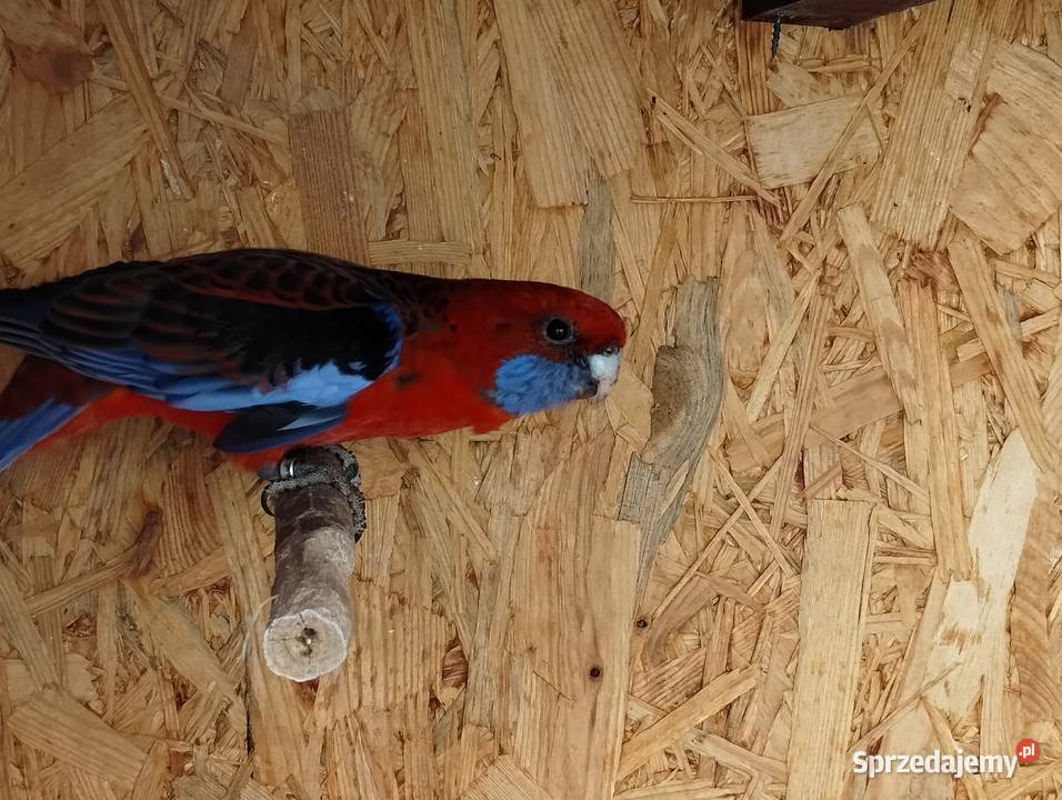 Rozella królewska samiec wielkopolskie