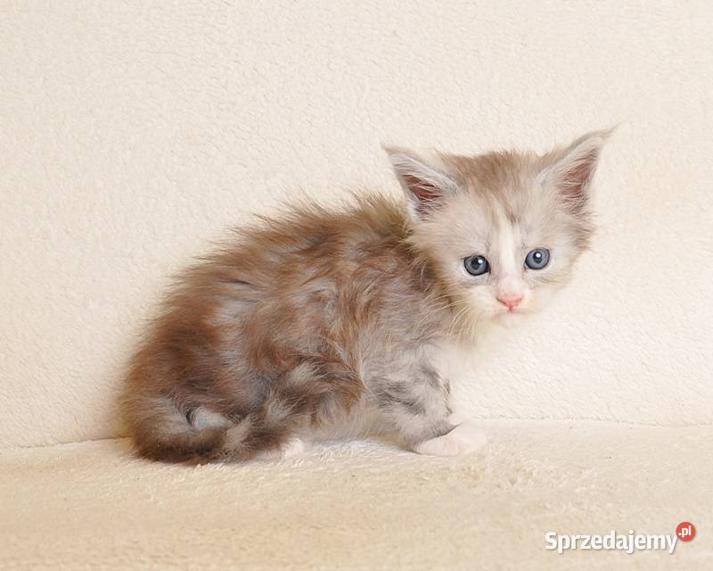Śliczna koteczka Maine Coon z rodowodem PZFWCF Białystok