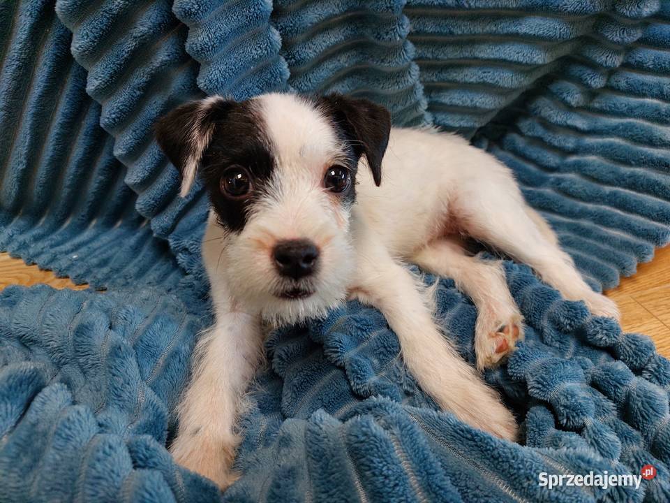 Parson Russell terrier suczka szczenię Jack Russell Terrier Wrocław
