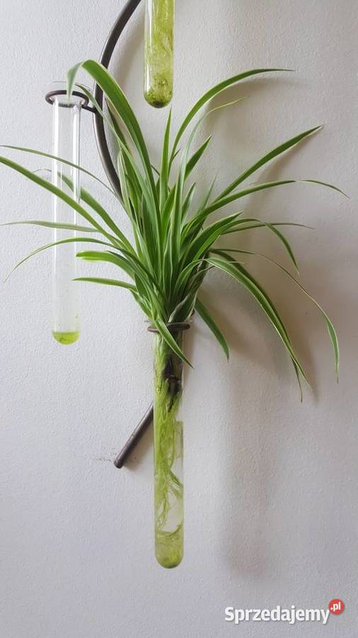 Rośliny doniczkowe Sansevieria Hahnii zielistki Zielone Kraków