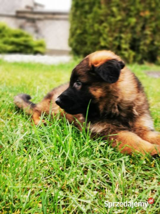 Owczarek niemiecki długowłosy wilczasty Zbiczno