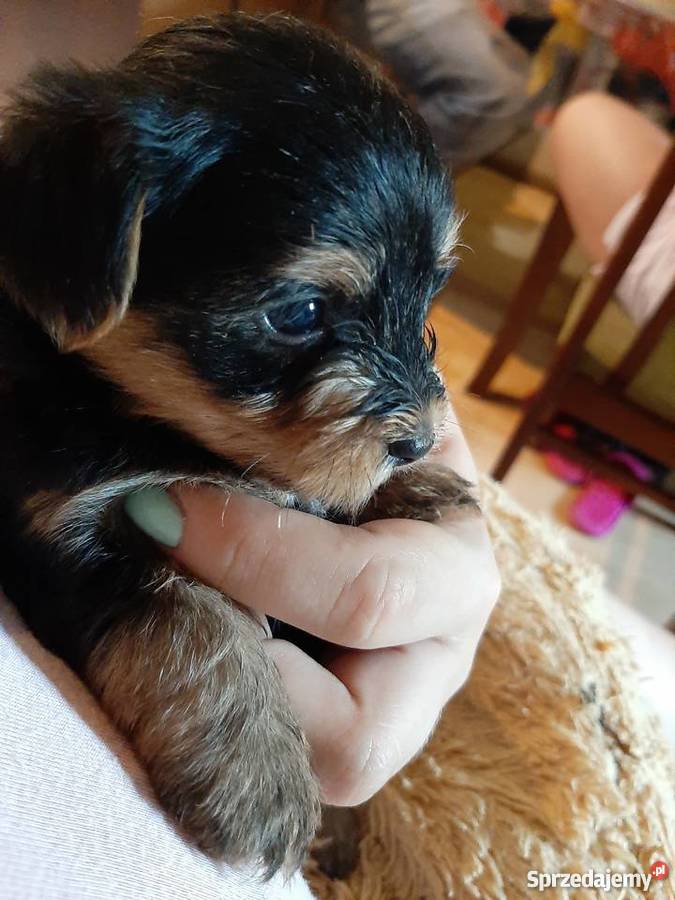 Okazja Yorkshire terrier Baniocha