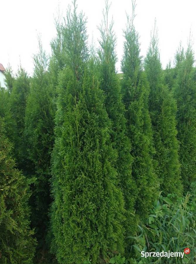 Tuja Szmaragd 180 do 270 Dowozimy i sadzimy Kraków