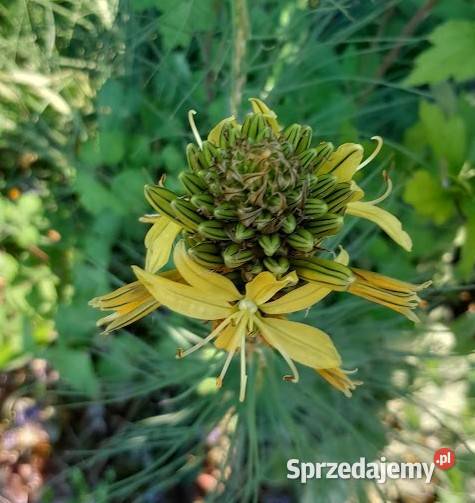 Złotnica żółta Asphodeline lutea nasiona 1g Wieliczka sprzedam