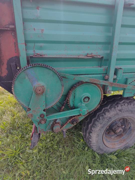 Rozrzutnik obonika Borki Małe