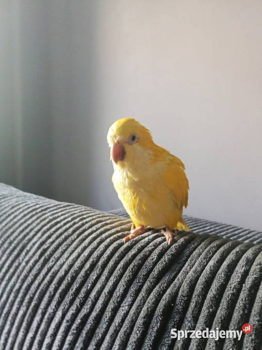 Mnicha nizinna Koszalin