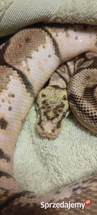 Pyton królewski samica bumblebee Bytom
