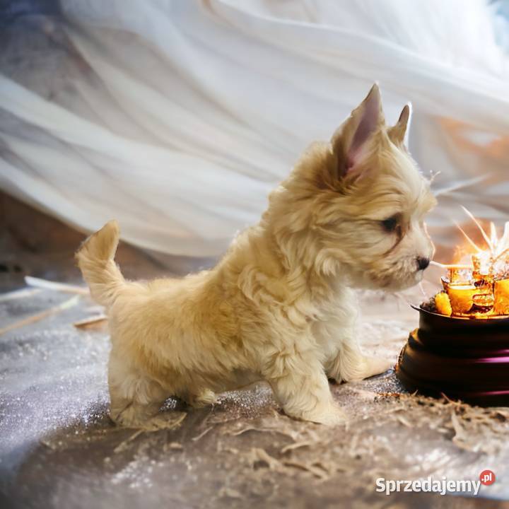 Golddust Yorkshire Terrier małopolskie Dobczyce