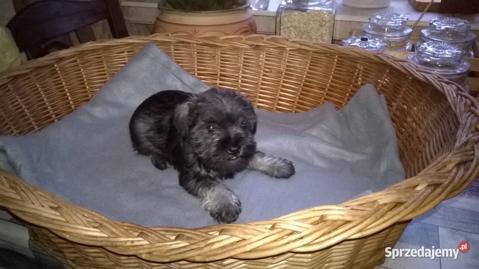 sznaucer miniaturowy szczenięta Lubień Kujawski