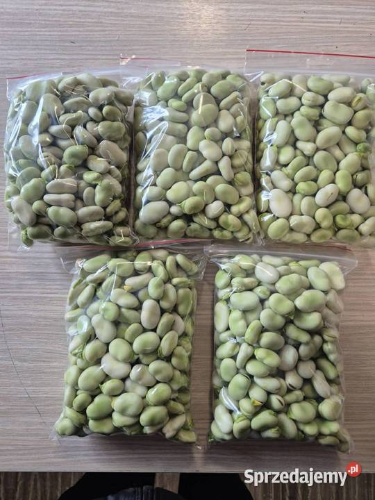Świeży bób Kutno