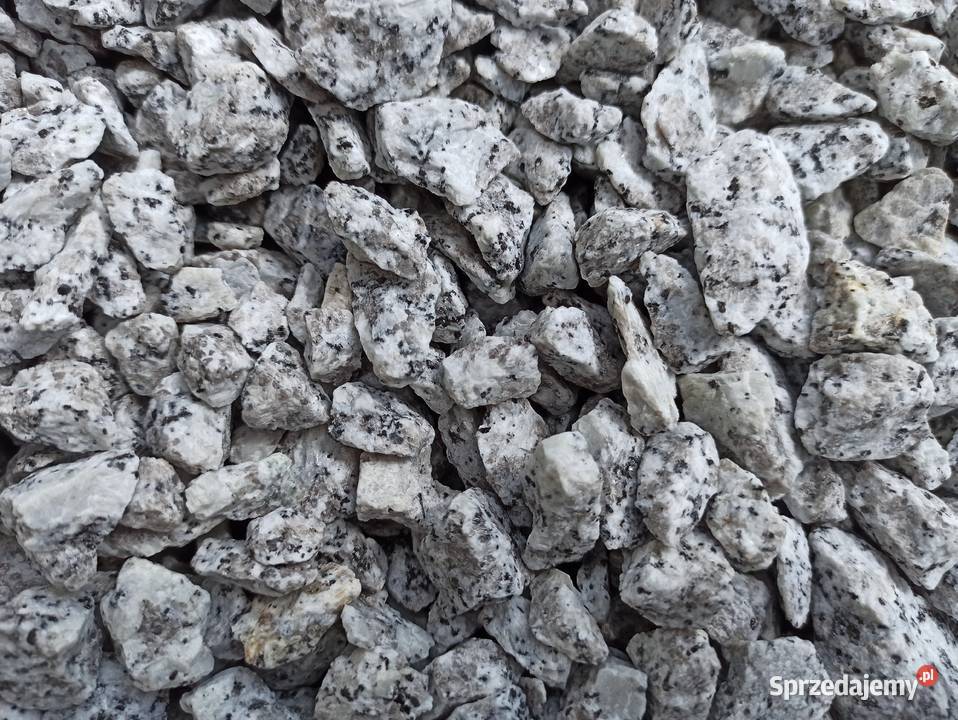 Grys Granitowy Dalmatyńczyk szary w kropki Biała Łódź