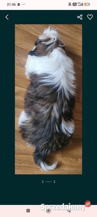 Shih tzu piesek Mokrsko