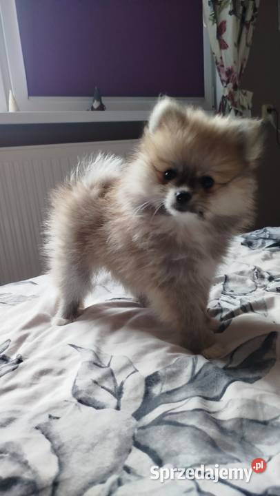 Szpic miniaturowy Bydgoszcz sprzedam