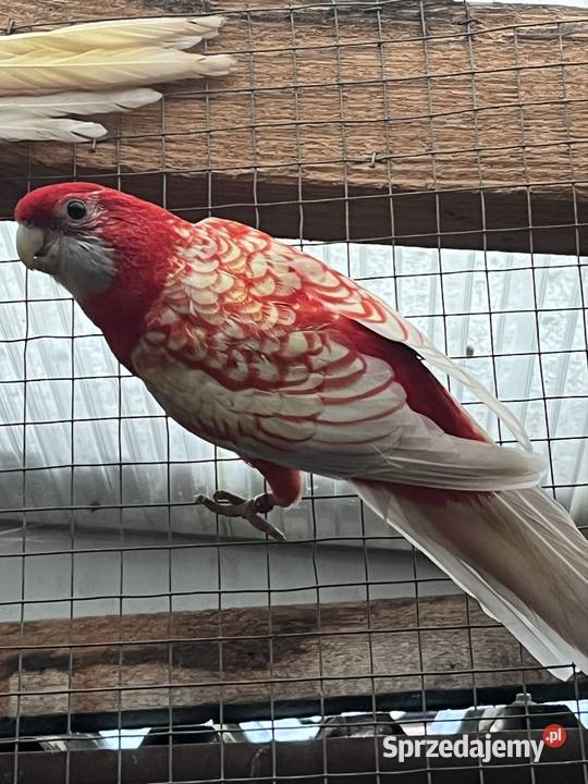 Rozele Królewska Pastel Ptaki Sztum