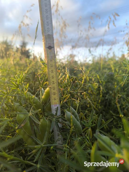 Łubin caro zachodniopomorskie