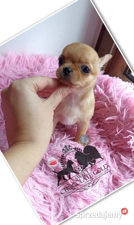 Chihuahua mikro sunia beżowa krótkowłosa pełny Bełchatów