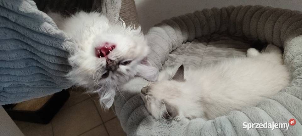 Asha kotka syberyjska neva masquerade Wola Szydłowiecka