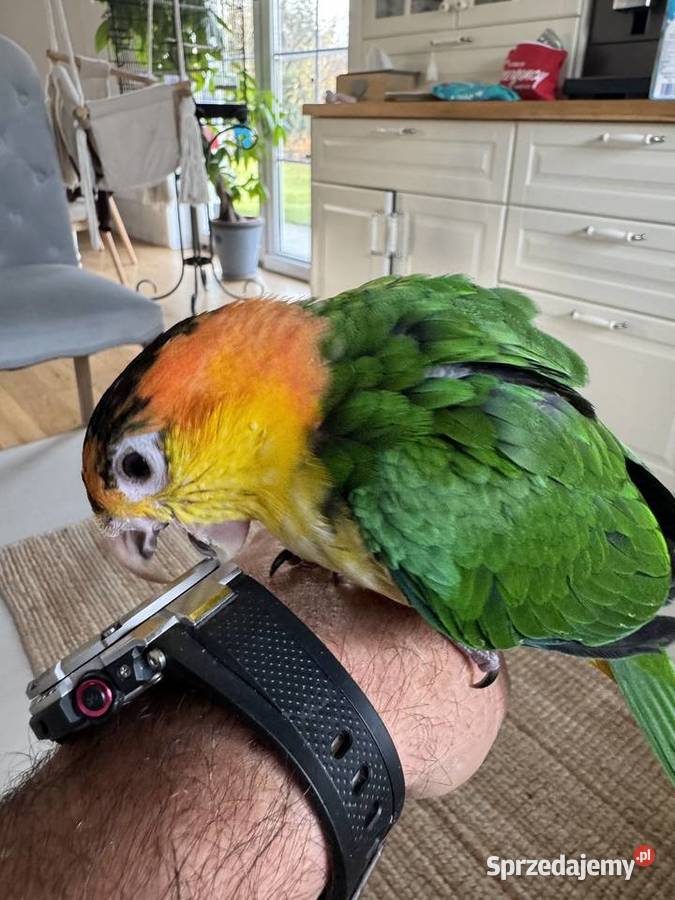 Barwinka Białobrzucha Kobiernice