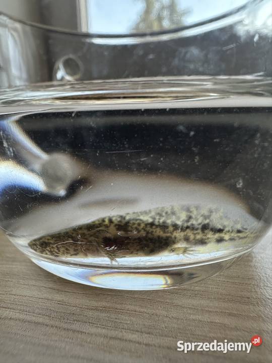 Aksolotl Axolotl Salamandra Meksykańska Płaz