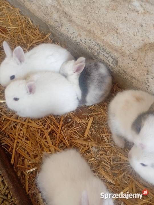 Króliczki mini