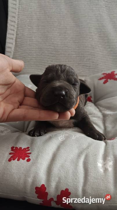 Amstaff Szczeniąta Blue Strzałków
