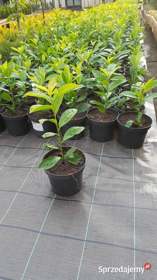 Laurowiśnia wschodnia na żywopłot w doniczkach Proszowice