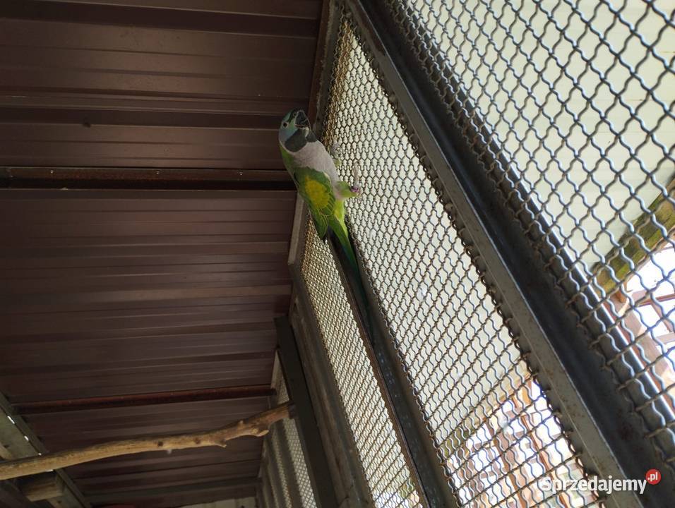 Aleksandretta Chińska Pakosław