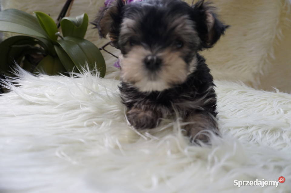 York Maltańczyk Sobótka