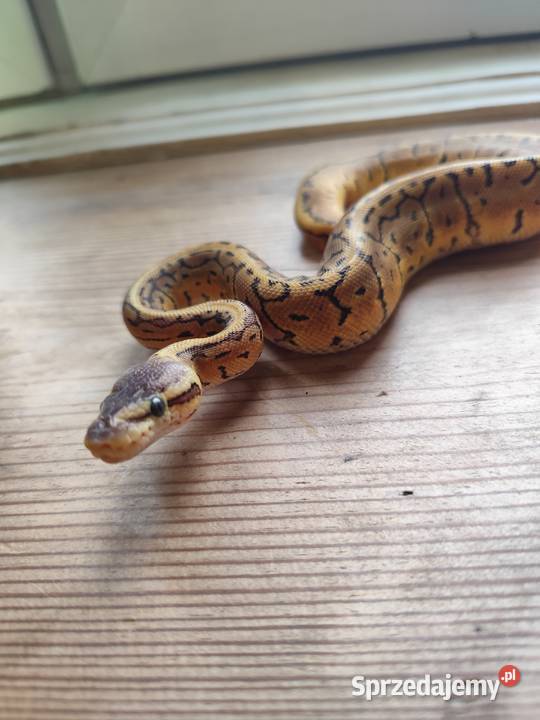 Samiczka Lemonblast Pruszków