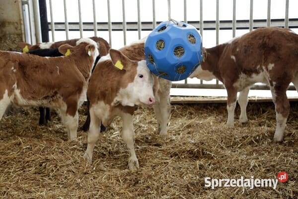 Piłka koni niebieska 3210385KER Kamionna