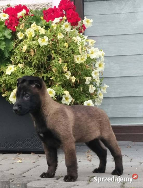 Owczarek belgijski malinois Radgoszcz