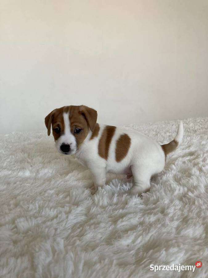 Jack Russell Terrier gładkowłosy Warszawa