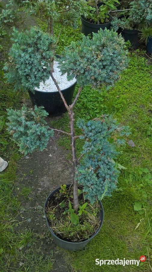 Krzewy FormowaneIglaki Bonsai Iglaste Mszczonów