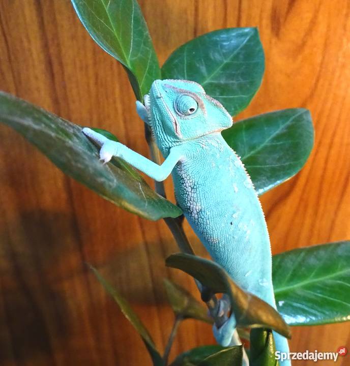 Młode Kameleony jemeńskie Łódź