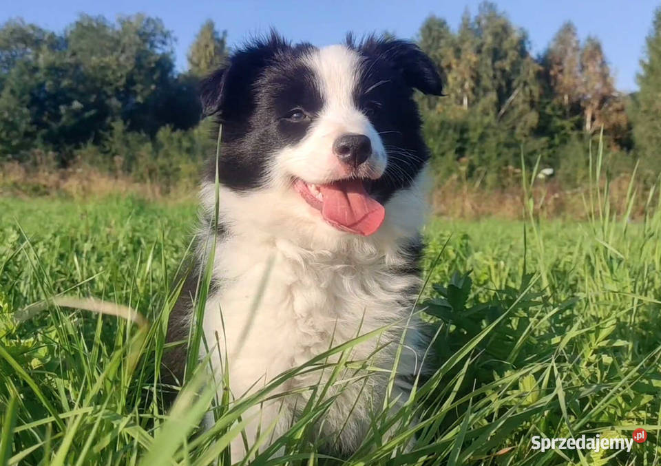 Piękna Rasowa suczka z pełną dok Szczeniak Iwonicz sprzedam