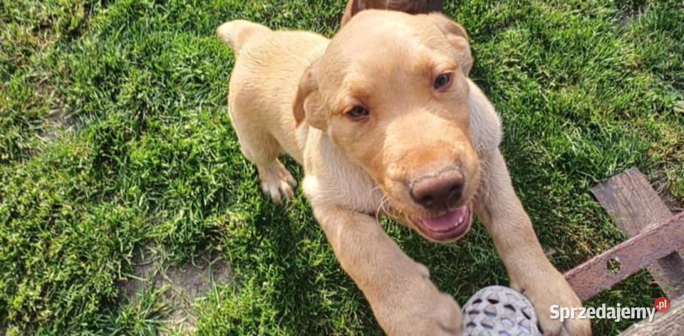 Piękny Labrador Retriever biszkoptowy Jaworznia